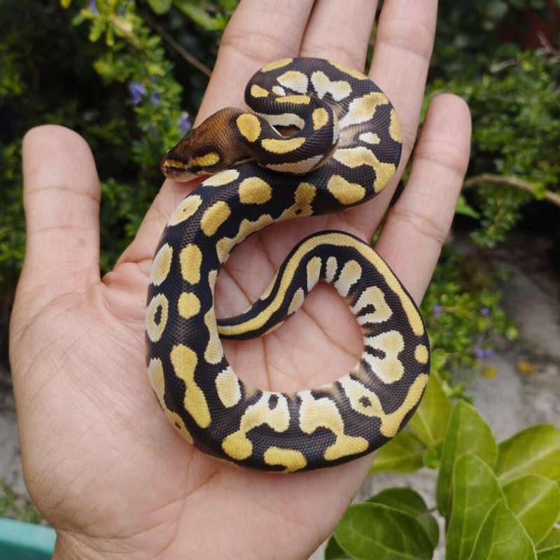 MOJAVE ORANGE DREAM FEMALE