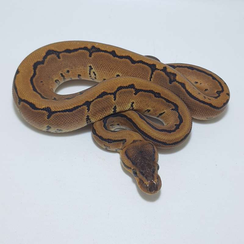 PINSTRIPE HET ALBINO