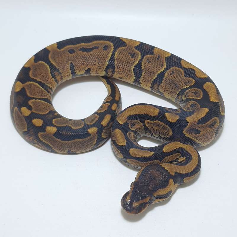 YELLOWBELLY HET CLOWN