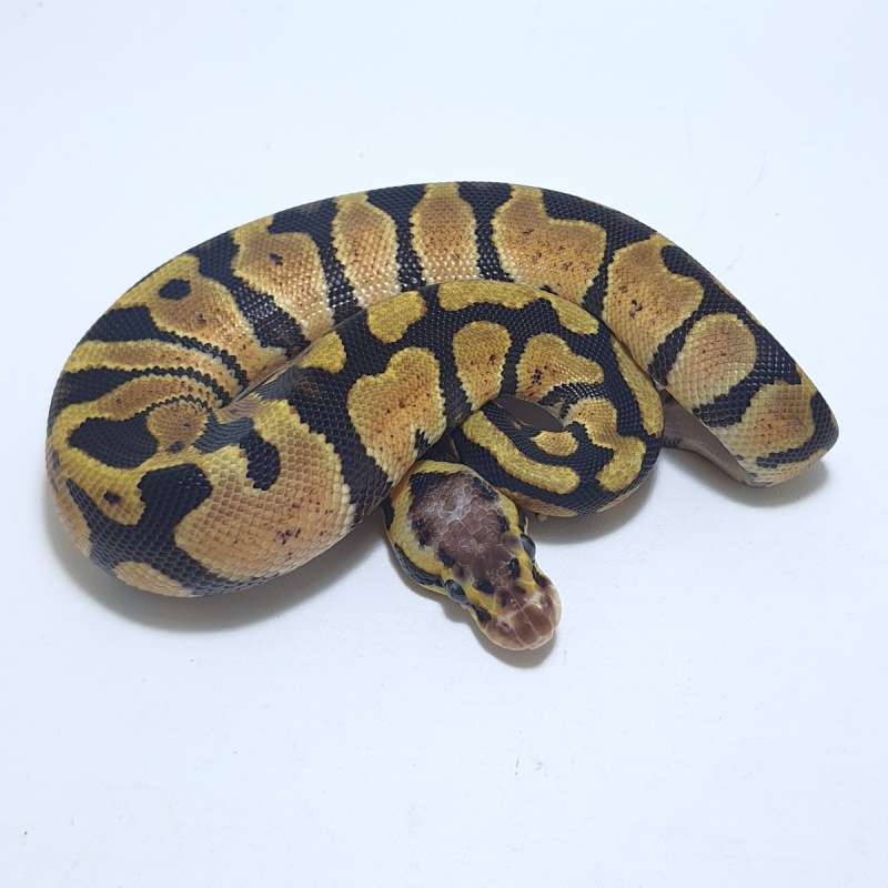 PASTEL HET CLOWN