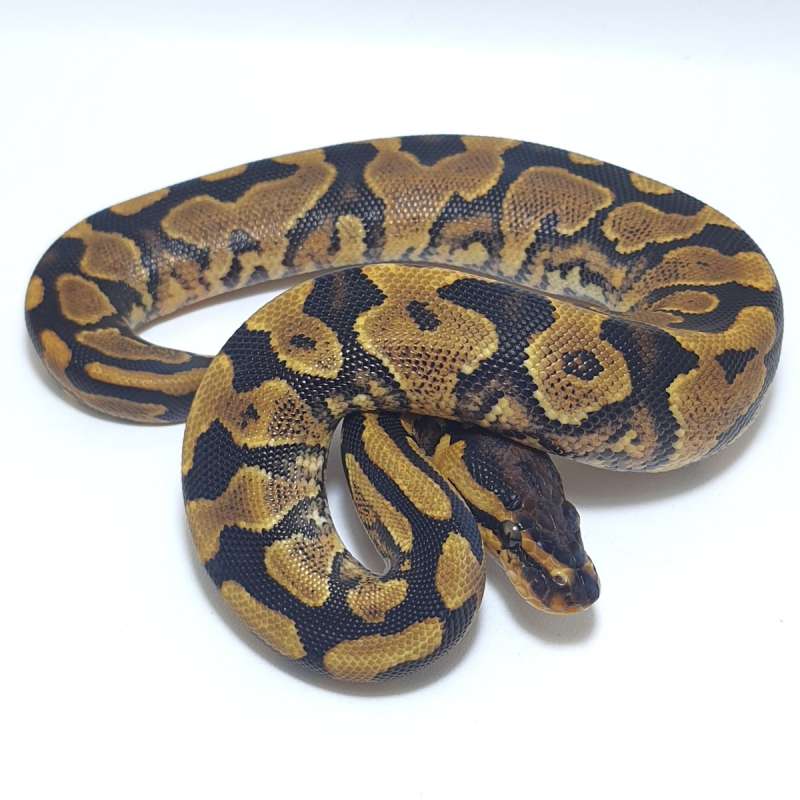 YELLOWBELLY HET CLOWN