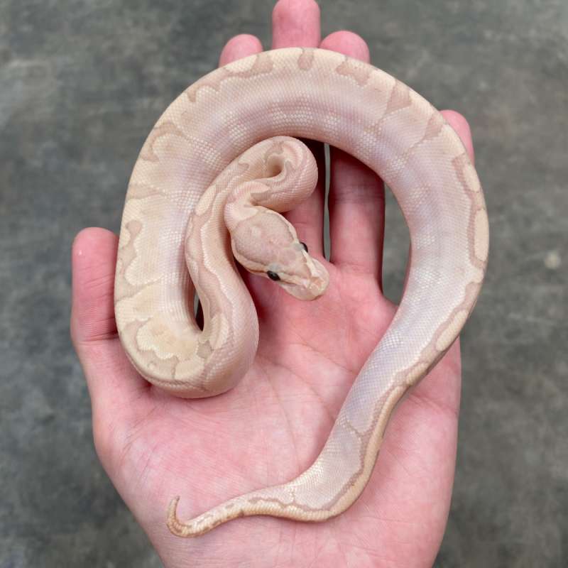 banana bamboo poss gravel ph hypo clown