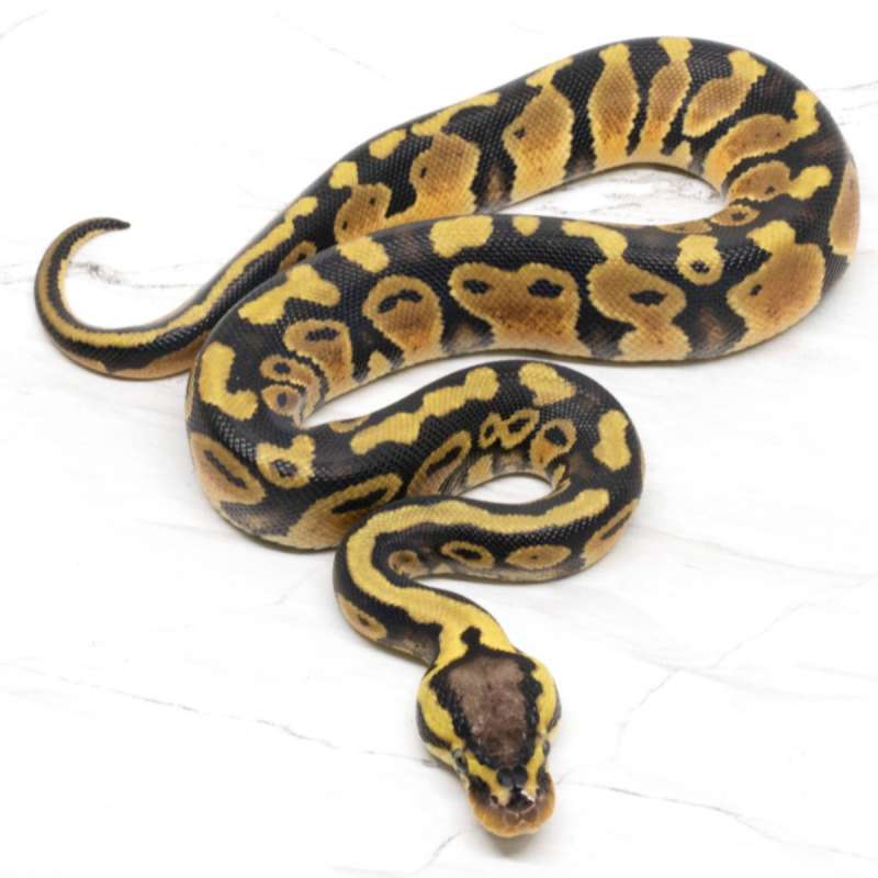 Pastel Het Clown