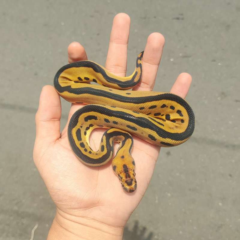 Leopard Clown PH66% DG hypo