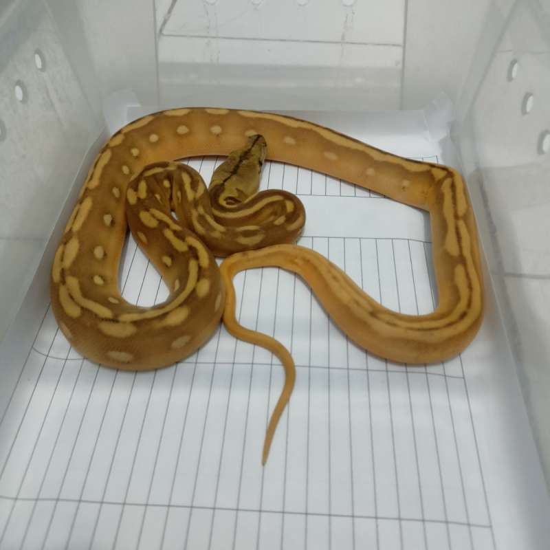 Retic Phantom Tribal Tiger Motley