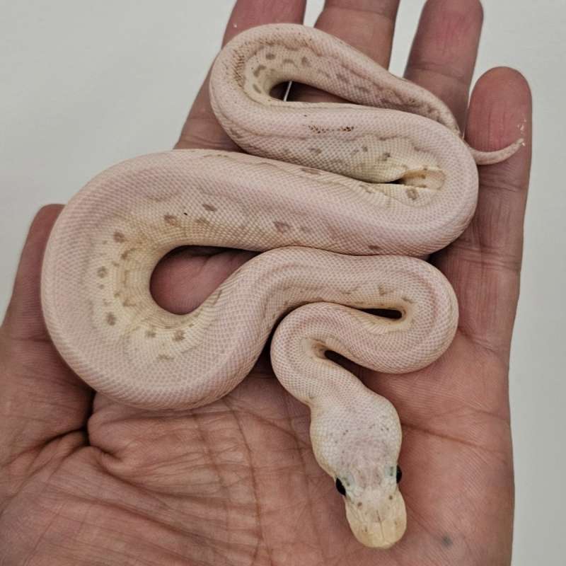 CLOWN BANANA CINNAMON LESSER PASTEL