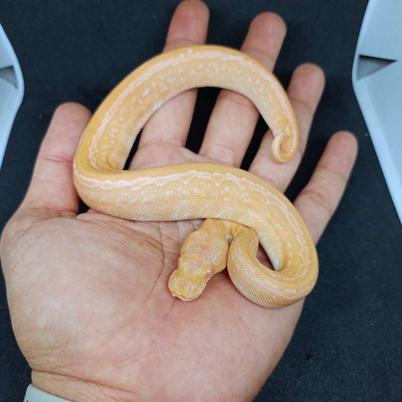 Albino Blackpastel Pinstripe