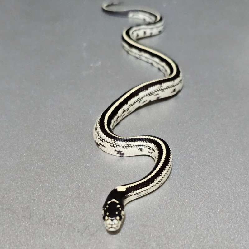Kingsnake California Stripe het Albino