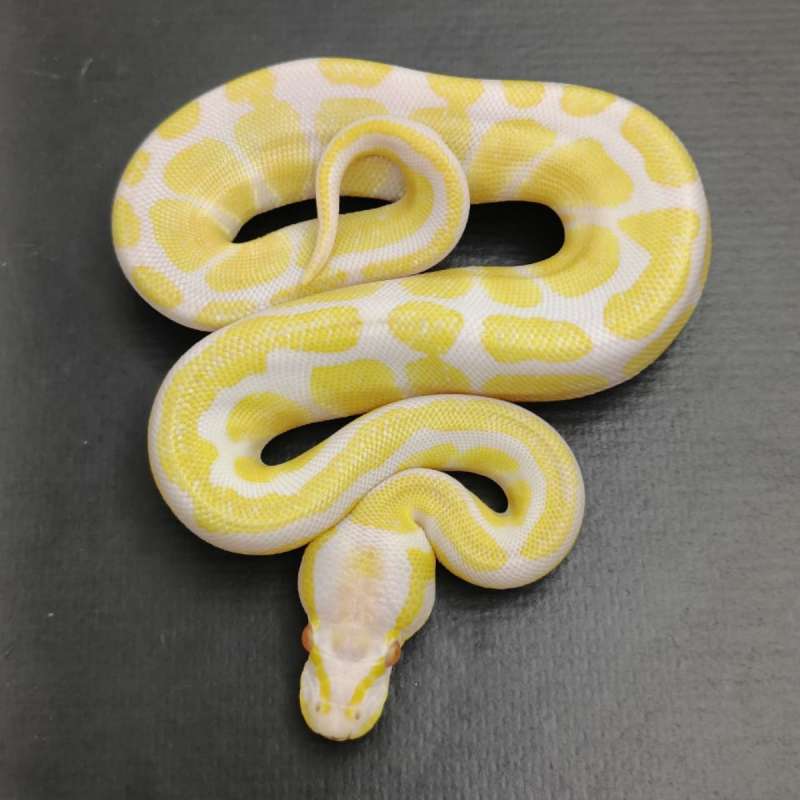 ⭐Albino⭐