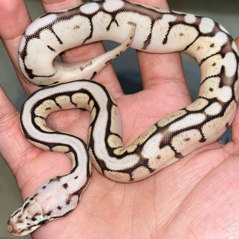 BUMBLEBEE POSSHET KILLERBEE