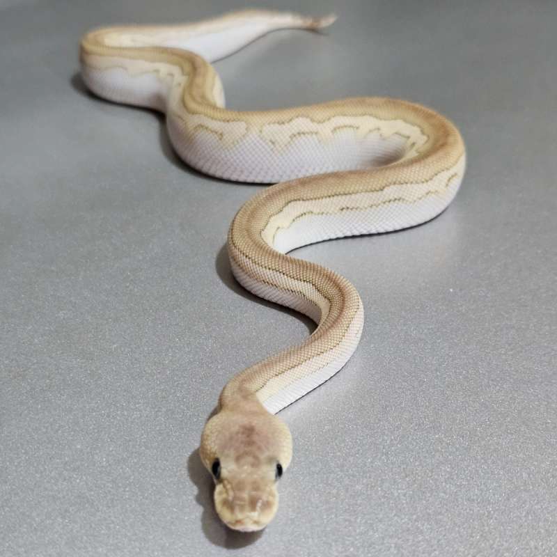 Lesser Cinnamon Clown