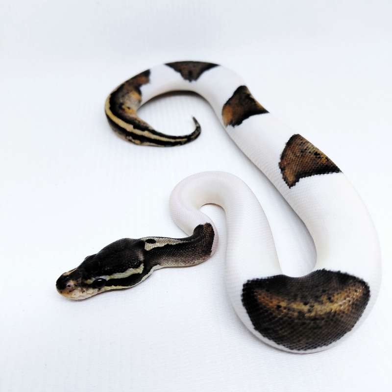 Black Pewter Pied Ballpython