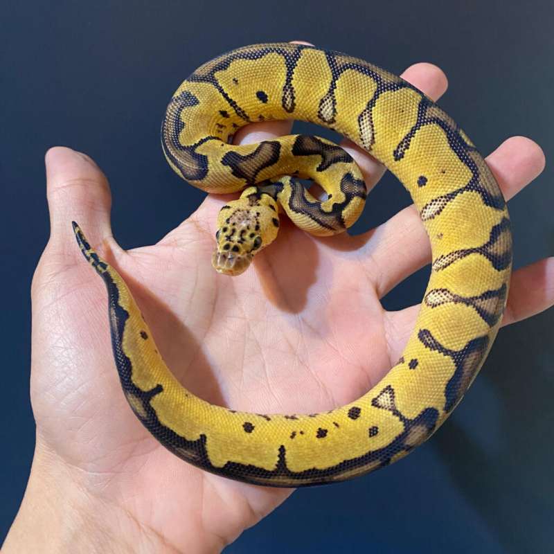 F - Pastel Clown ph 66% DG