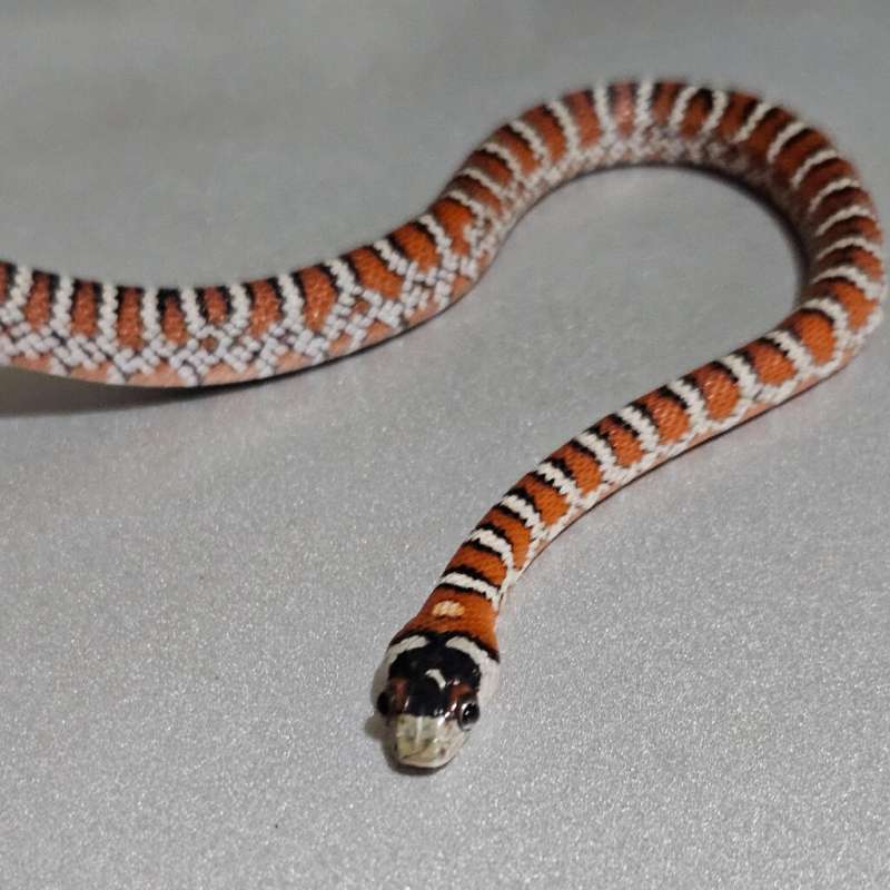 💎Chihuahuan mountain ks/L.P knoblochi