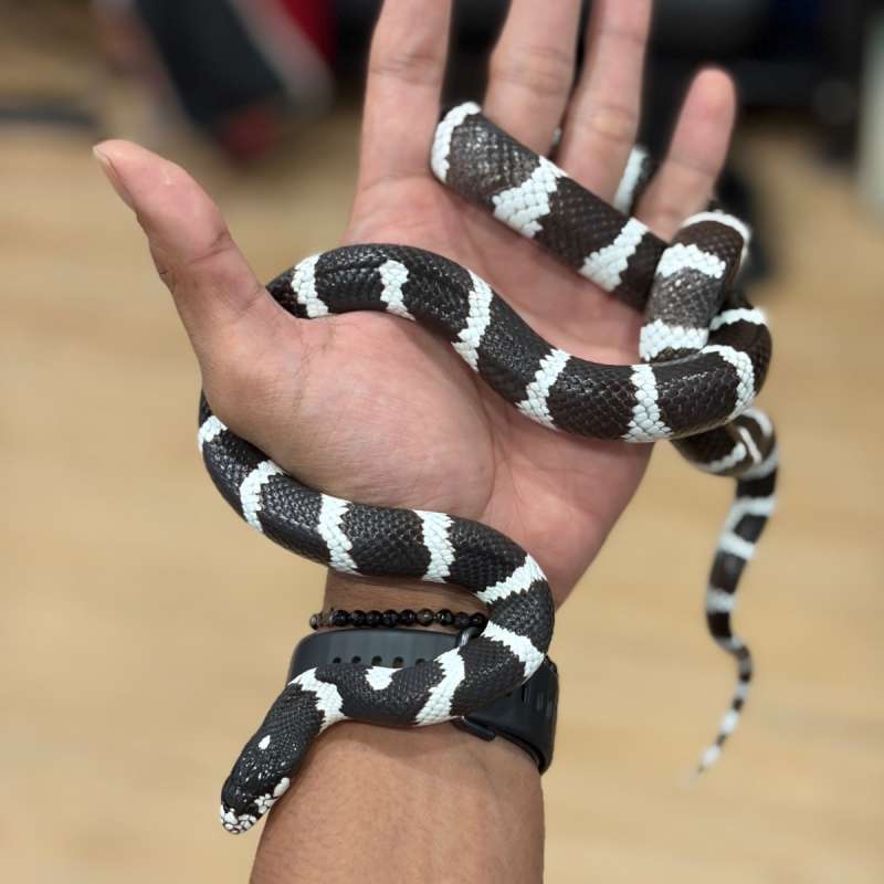 California Kingsnake