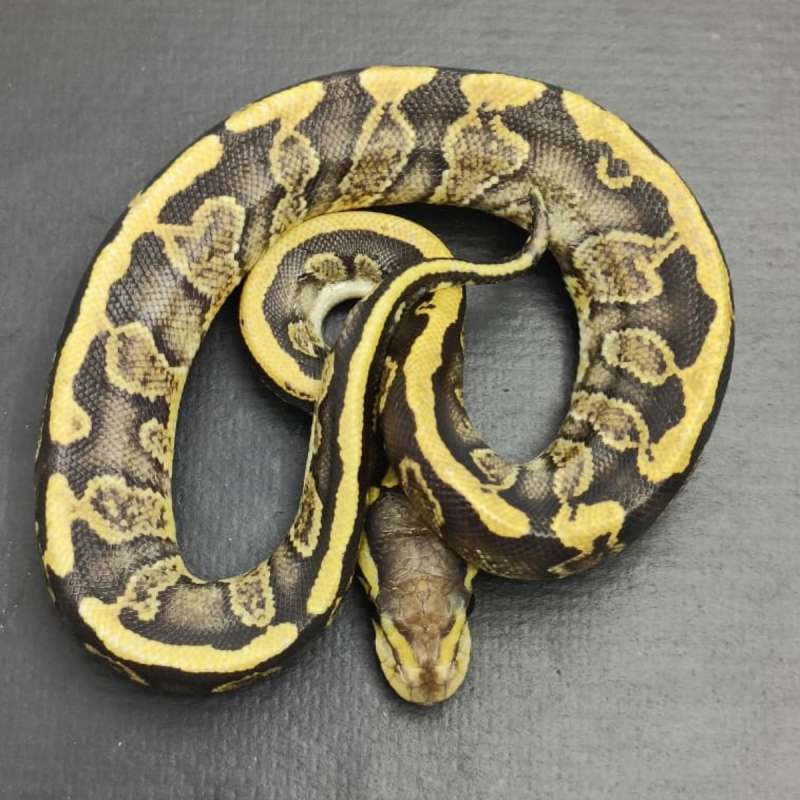 ⭐-Vanilla Pastel-⭐