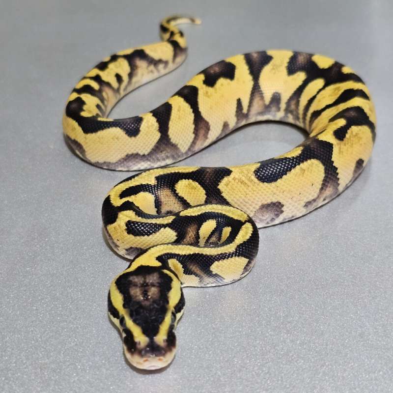 Enchi Pastel Yb(Od) het Pied +