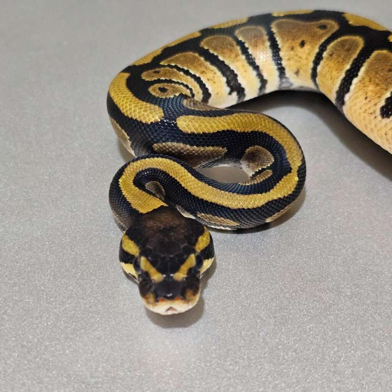 Dh Albino Pied