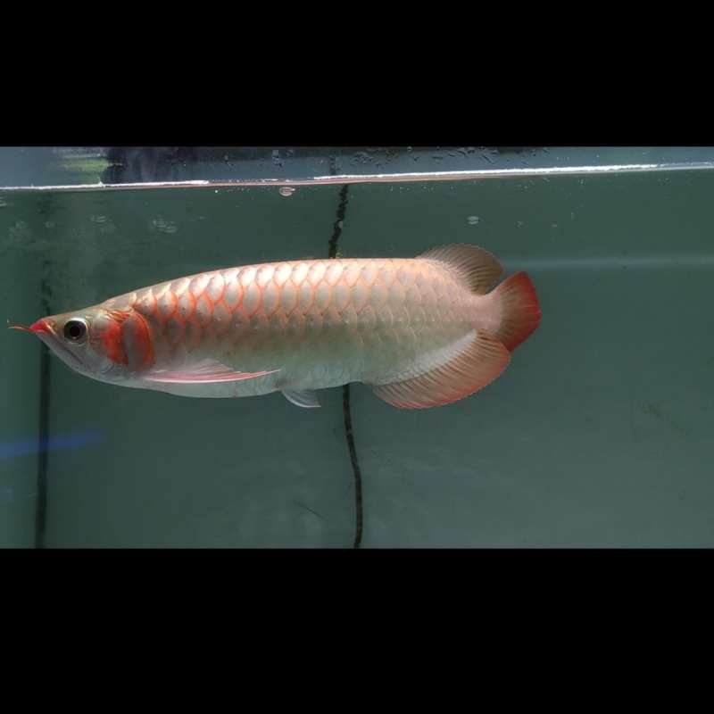 Arwana Super Red