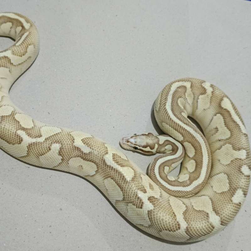 Lesser pastel scaleles head (proven)