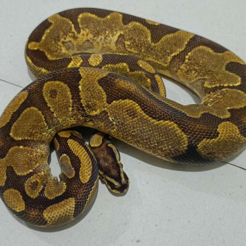 Gravel enchi het pied (proven)