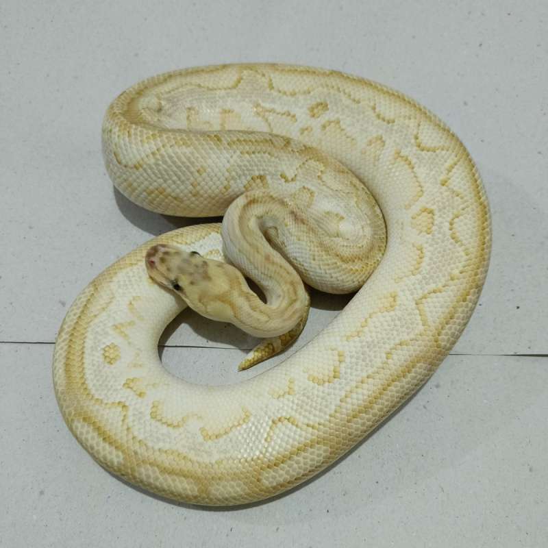 Lesser red stripe clown (proven)