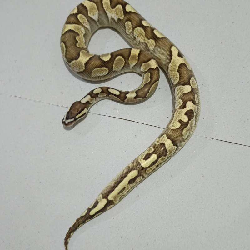 Lesser calico scaleles head