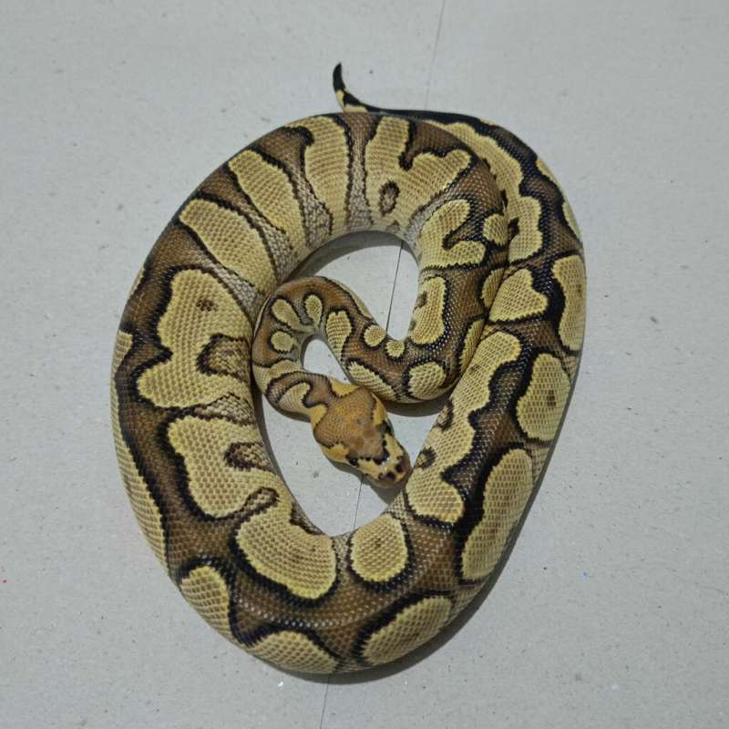 Ghi yellow belly clown