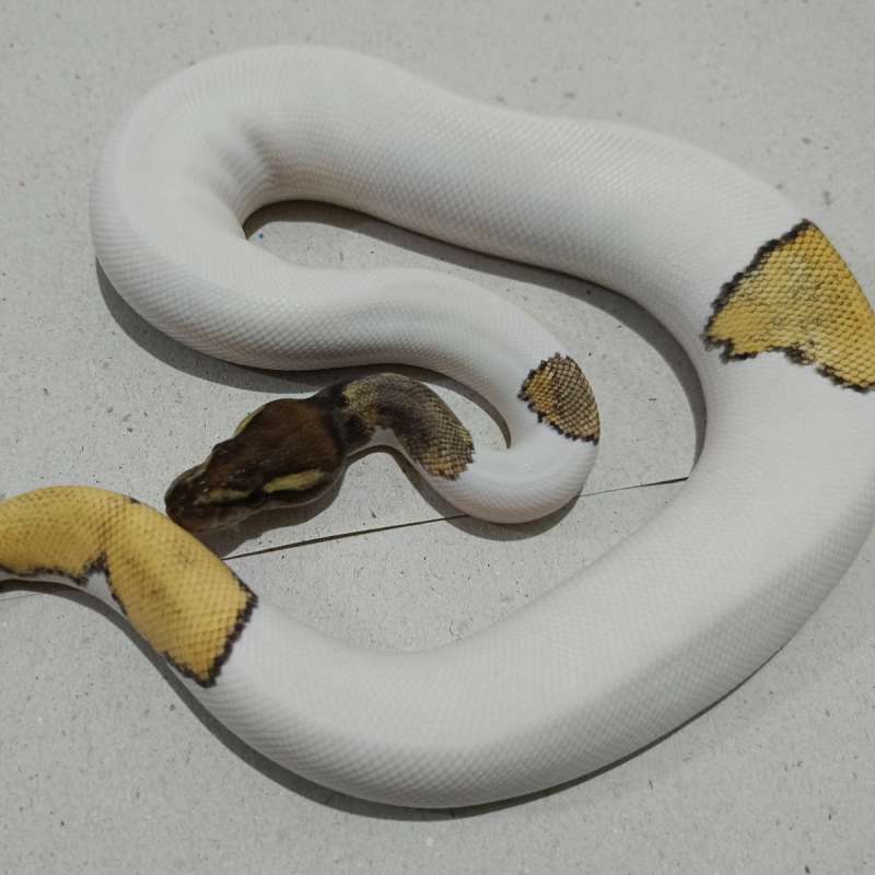 Black pewter mojave pied (unik)