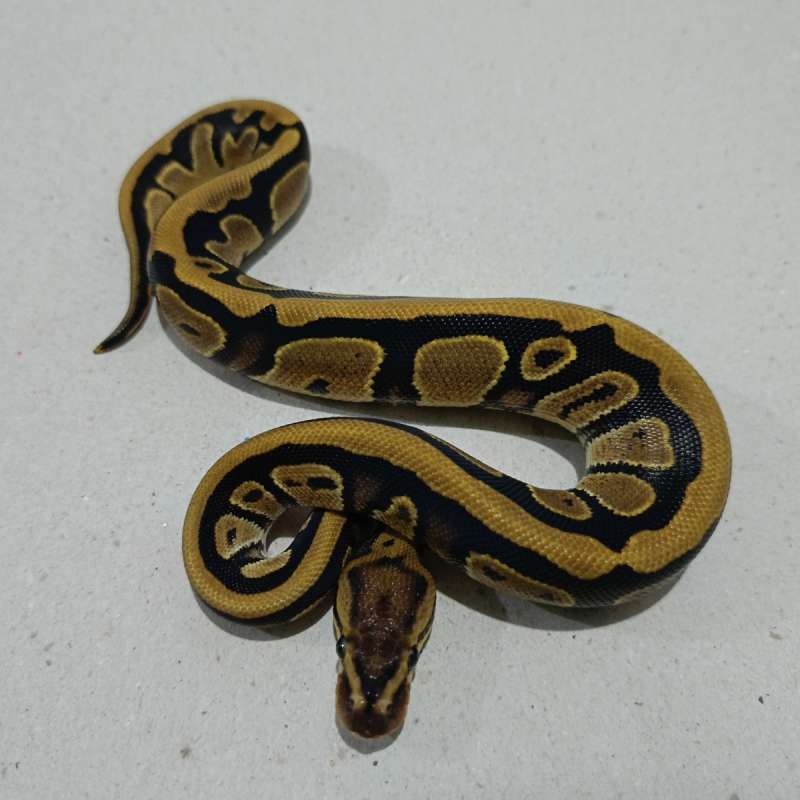 Poss het lavender pied clown (unik stripe)