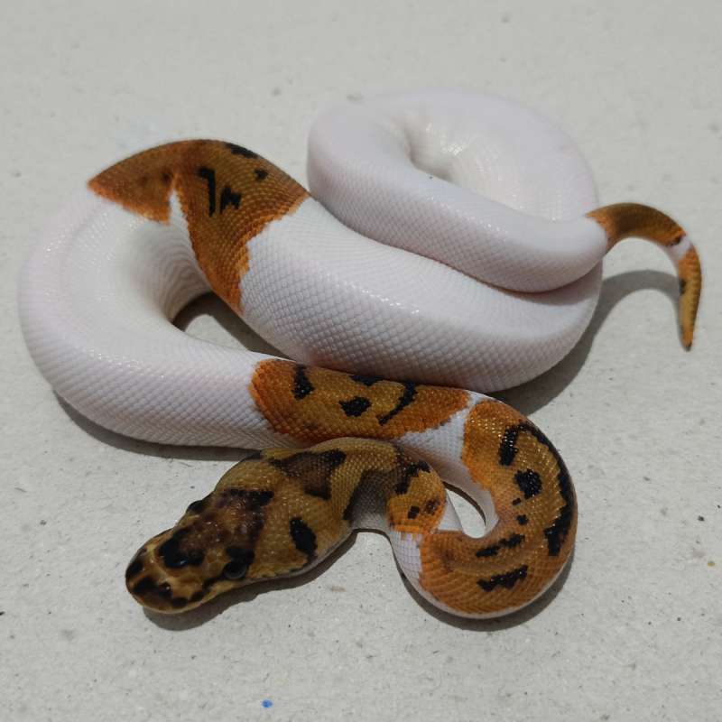 Orange dream pied clown (unik smile emoji)
