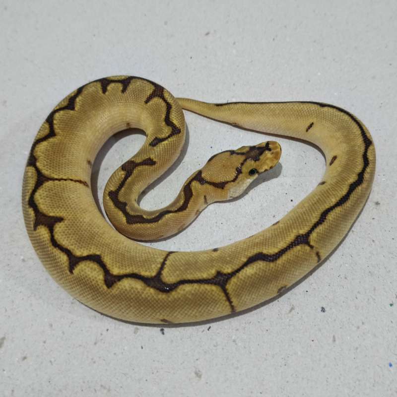 Spider orange dream clown het pied ph lavender