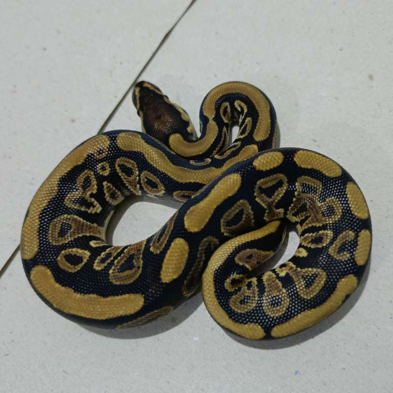 DH clown pied poss het lavender