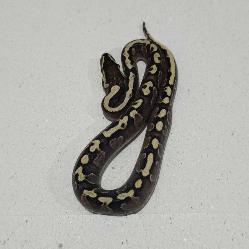 GHI lesser vanilla poss het clown