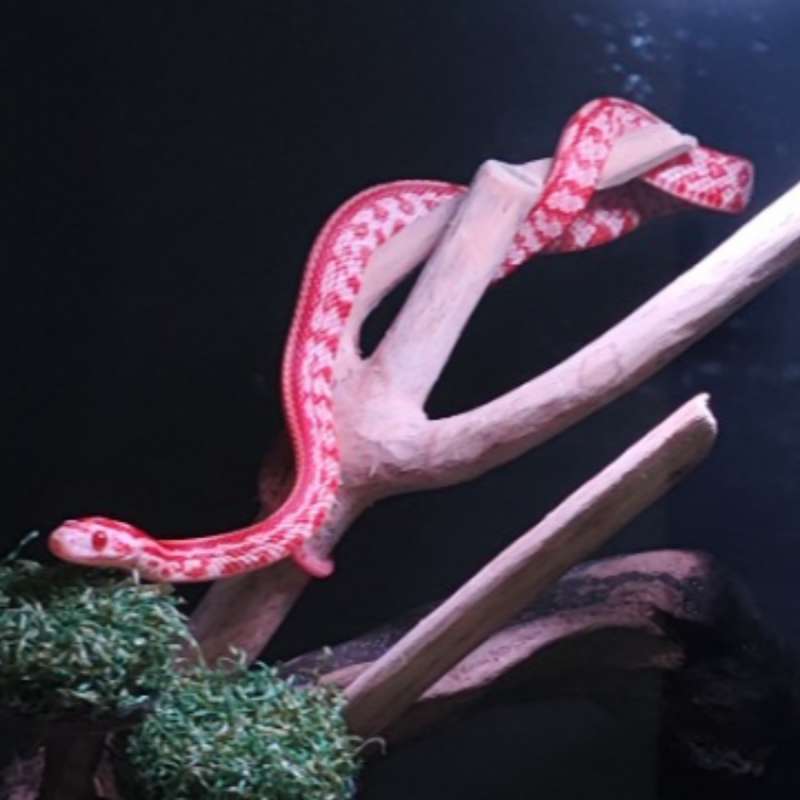 Cornsnake Tessera Amel HET Motley Butter