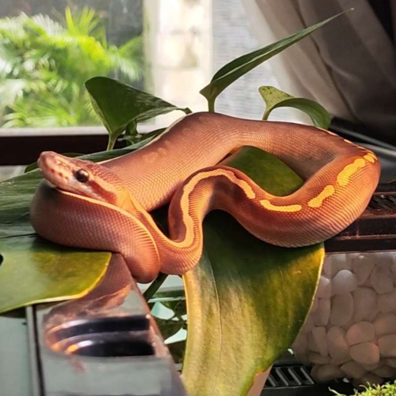 Ghi Lesser Cinnamon het Clown