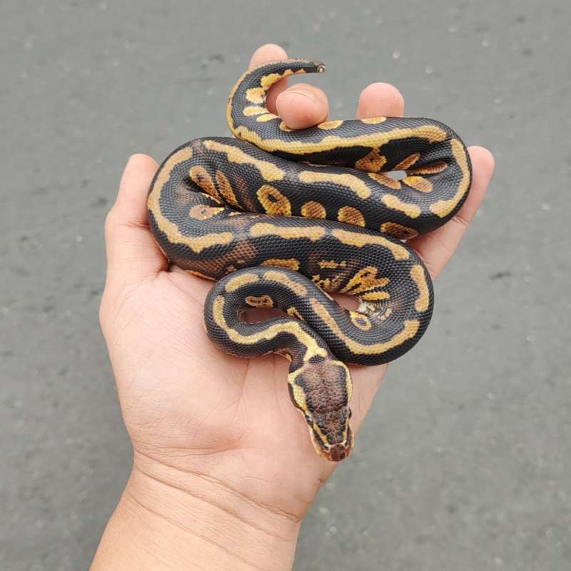 Pastel Stranger Het Clown ph66% Lavender