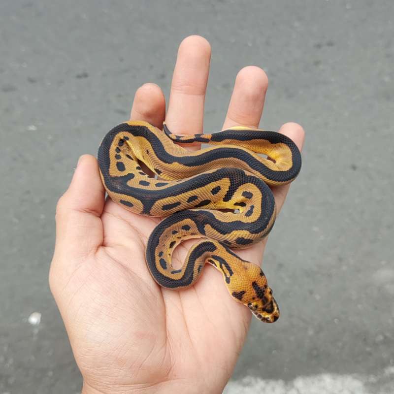 M Leopard Clown Ph66% DG Hypo