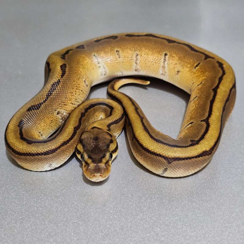 Enchi Calico Pinstripe Specter +