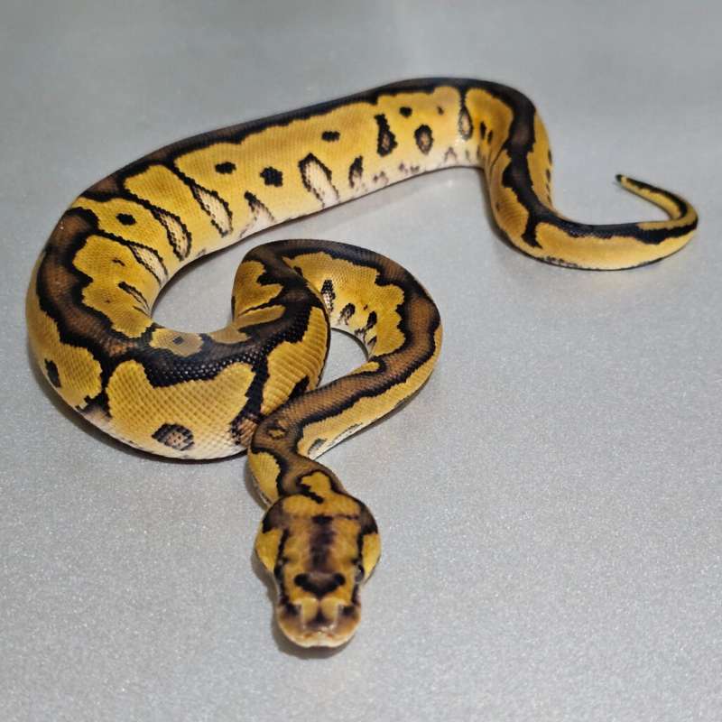 🔥Yellowbelly Clown