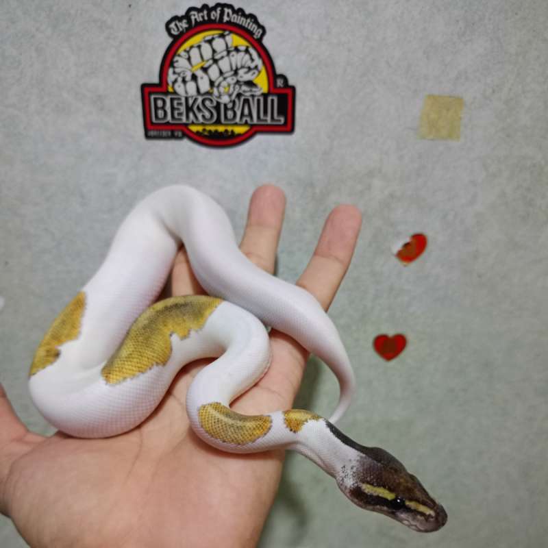 Mojave Piebald