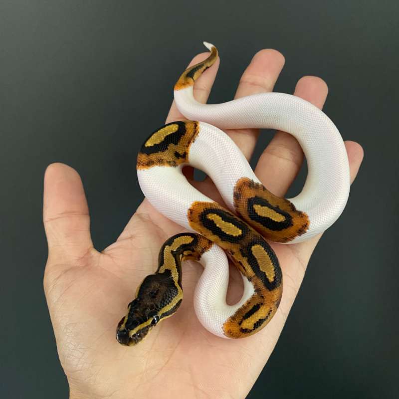 F - Pied ph Lavender