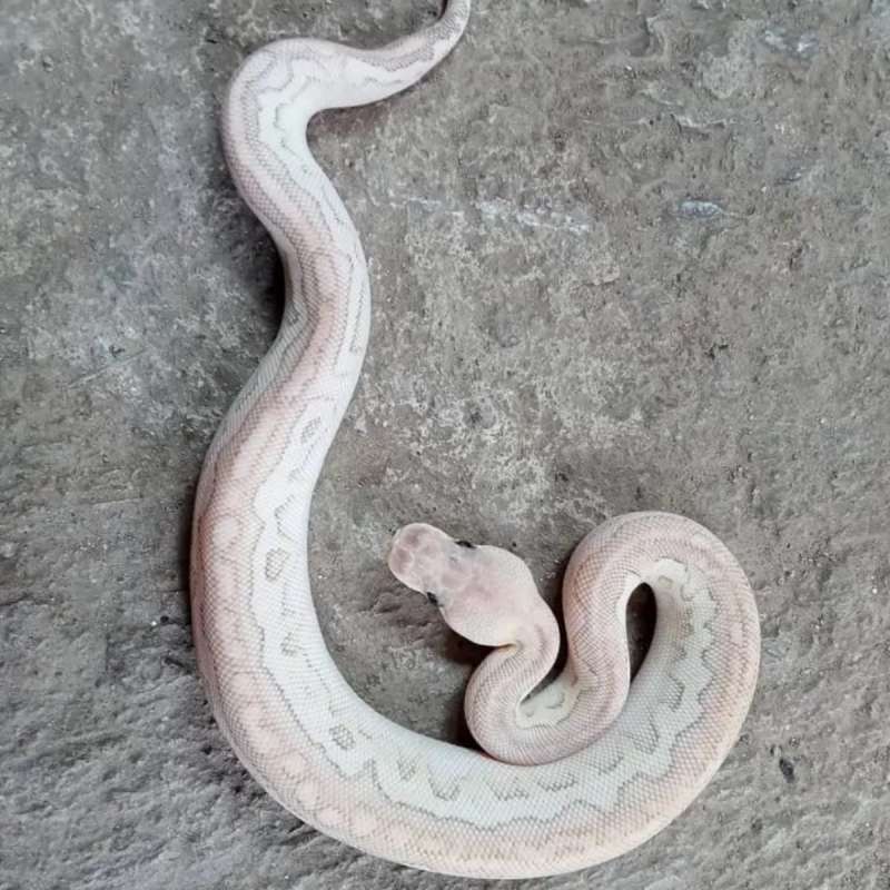 Lesser pastel cinnamon clown poss fire