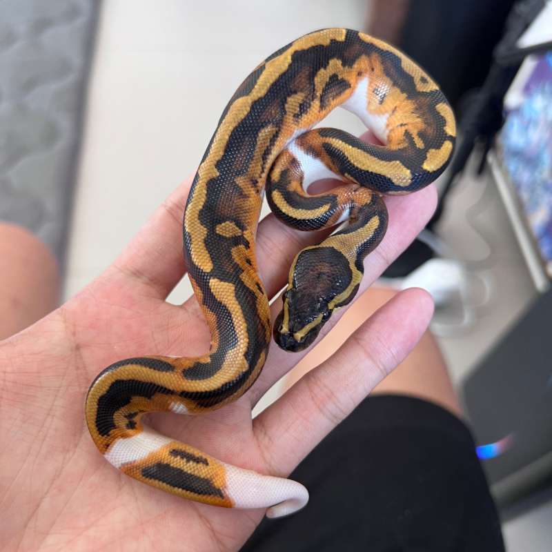 Ballpython Leopard Pied