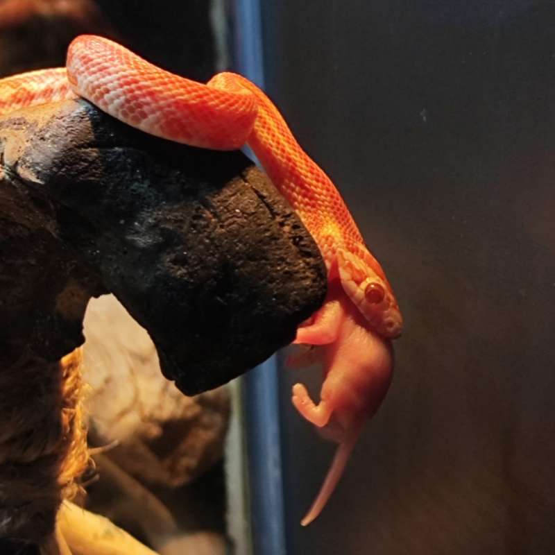 Cornsnake Tessera Amel HET Motley Butter
