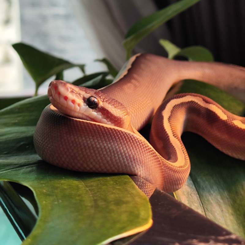 Ghi Lesser Cinnamon het Clown