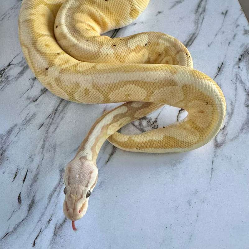 Super Pastel Banana