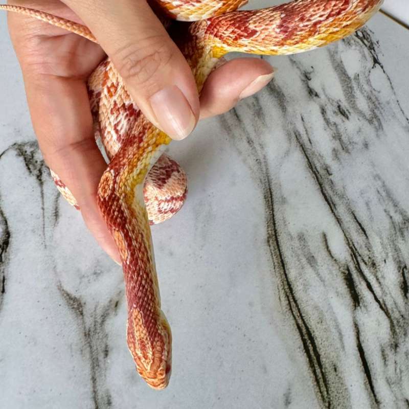 Amelanistic Cornsnake