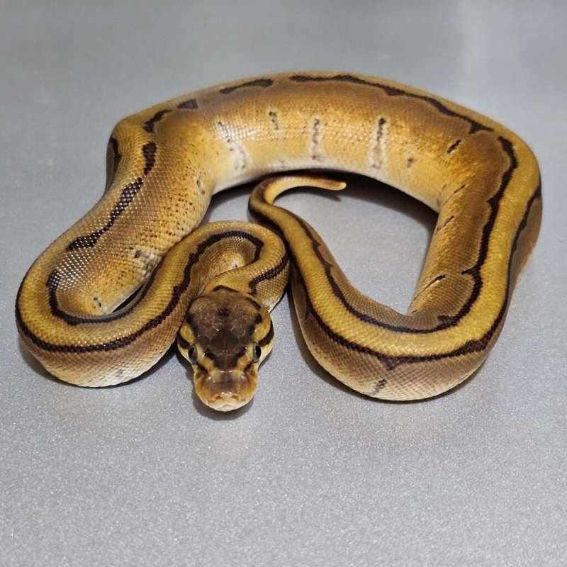 Enchi Calico Pinstripe Specter +