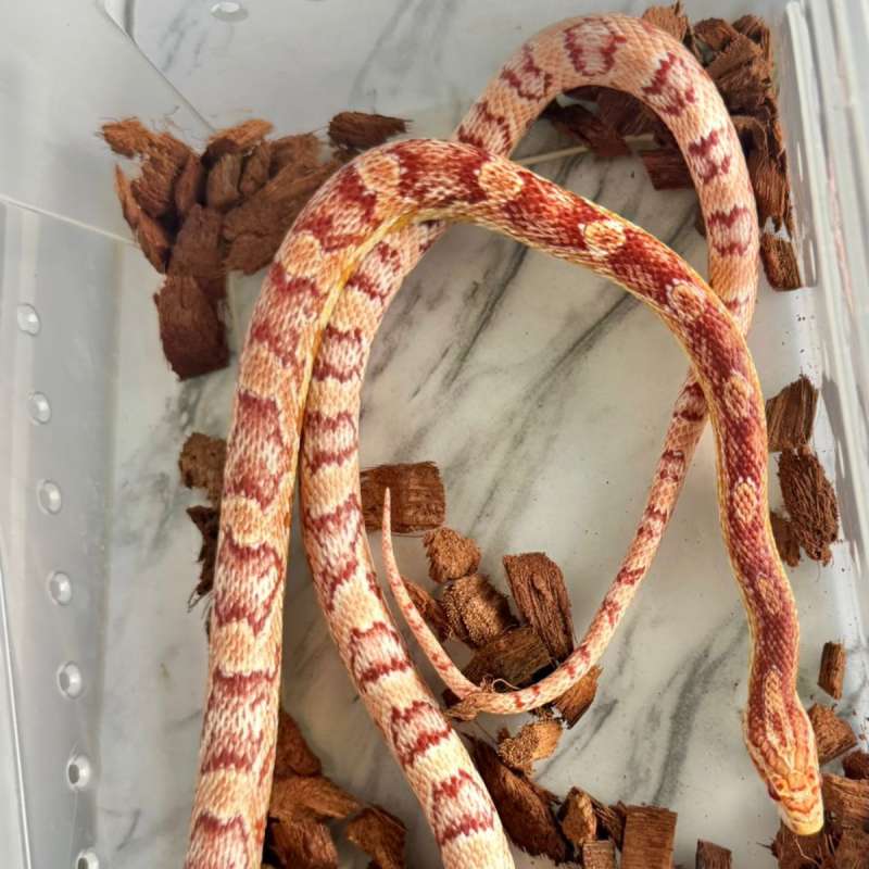 Amelanistic Cornsnake